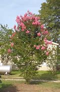 Image result for Lagerstroemia Sioux