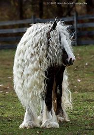Image result for Long Hair Horse