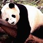 Image result for Cute Panda Couple Wallpaper