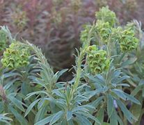 Image result for Euphorbia characias Humpty Dumpty