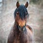 Image result for Wild Horse Pics