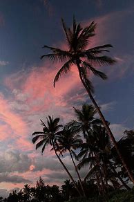 Image result for Minimal Palm Tree Wallpaper