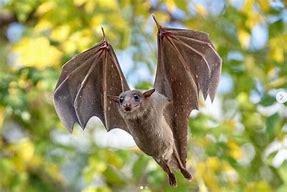 Image result for White Fruit Bat