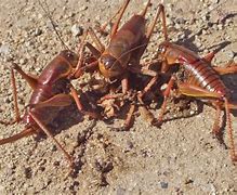 Image result for Tan Cricket Insect