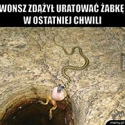 Image result for co_to_znaczy_zaskroniec