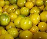 Image result for aguacao