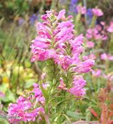Image result for Physostegia virginiana Bouquet Rose