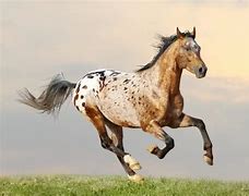 Image result for Leopard Appaloosa Horse