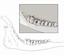 Image result for Deer Jaw Age Chart