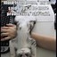 Image result for Hilarious Memes Animals with Attitude