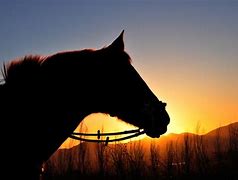 Image result for South African Police Horse Sunset