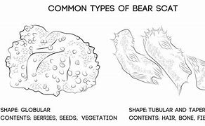 Image result for What Does Bear Scatt Look Like