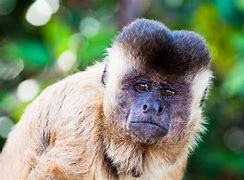 Image result for Funny Angry Monkey