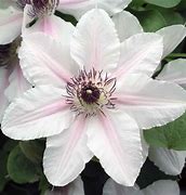 Image result for Clematis Countess of Wessex