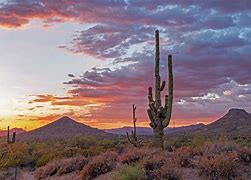 Image result for Arizona Cactus Scenery