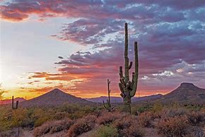 Image result for Arizona Cactus Scenery