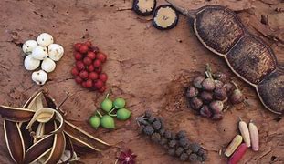Image result for Aboriginal Food Guide