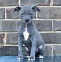 Image result for Red Nose Pit Bull Male for Sale