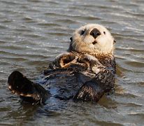 Image result for Ocean Otter