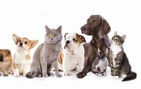 Image result for Cats and Dogs Minus Dogs