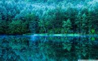 Image result for iPhone 12 Pro Max Forest Wallpaper