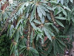 Image result for Schefflera taiwaniana