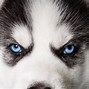 Image result for Husky with Green Eyes