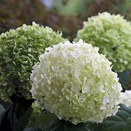 Image result for Hydrangea arborescens Strong Annabelle