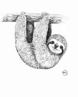 Image result for Baby Sloth Drawing