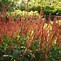 Image result for PERSICARIA AMPL. FAT DOMINO