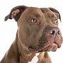 Image result for Light Brown Red Nose Pitbull