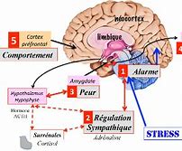 Image result for Stress Aigu SYSTEME