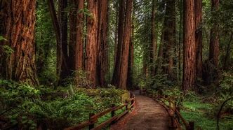 Image result for Redwood City California weather