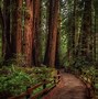Image result for North California Redwood Forest