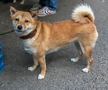 Image result for Japanese Meme Dog