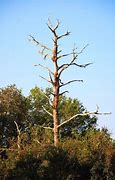 Image result for Dying Tree