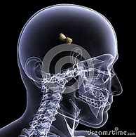 Image result for X-ray Picture Peanut Brain