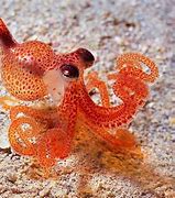 Image result for Baby Octopus