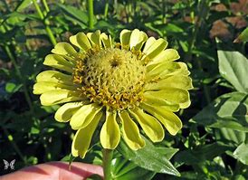 Image result for Zinnia Flower Seeds