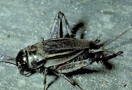 Image result for Florida Crickets