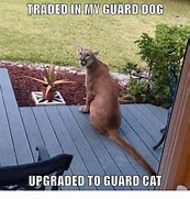 Image result for Guard Cat Meme