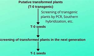Image result for Plant Genes