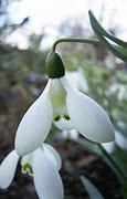 Image result for Galanthus Cliff Curtis