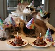 Image result for cat meme birthday