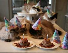 Image result for Cute Cat Birthday