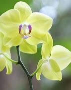 Image result for Low-Growing Orchids