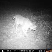 Image result for Moultrie Trail Cameras