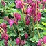 Image result for Dicentra formosa Luxuriant