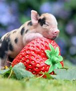 Image result for cute pigs wallpapers hd