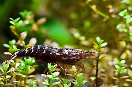 Image result for Caridina Holthuisi